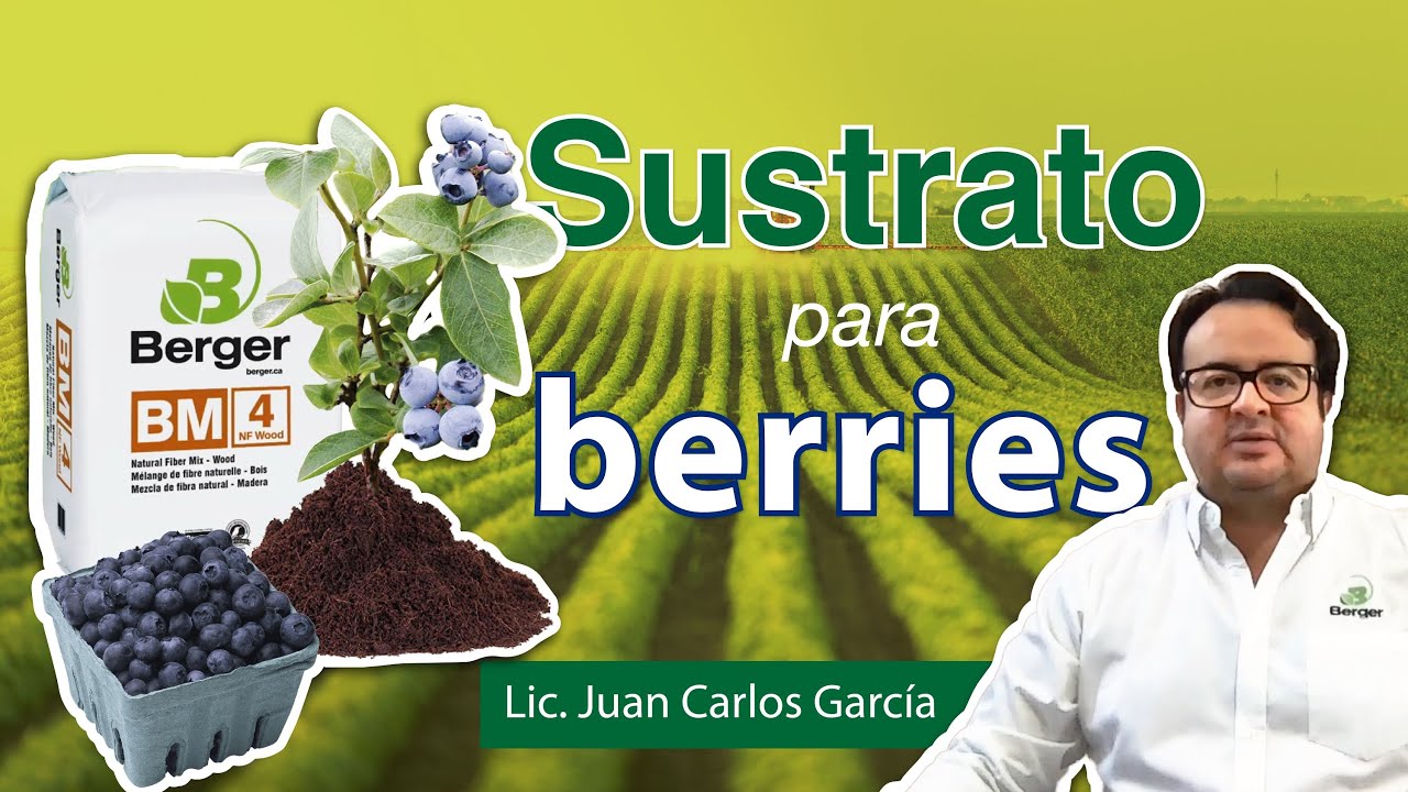 Webinar Sustrato Ideal para Producción de Berries