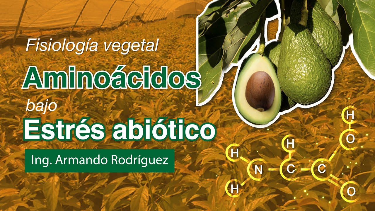 La importancia de los aminoácidos en la agricultura bajo condiciones de estrés abiótico